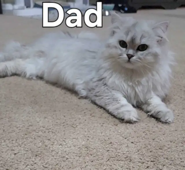 Scottish Kittens - Photo 7