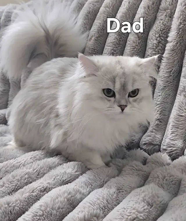 Scottish Kittens - Photo 8