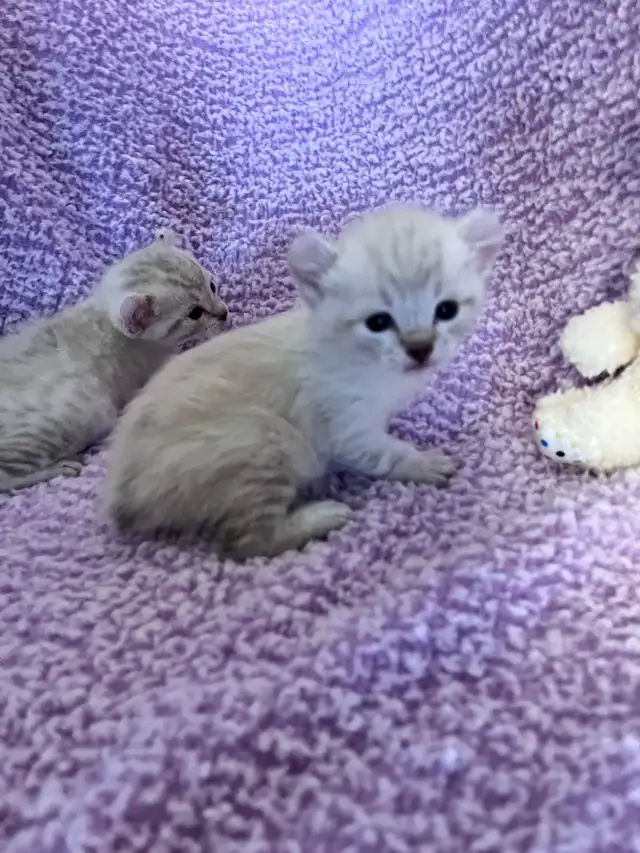 Highland Lynx - Photo 2