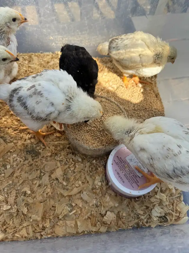 Chicks chicken - Photo 2