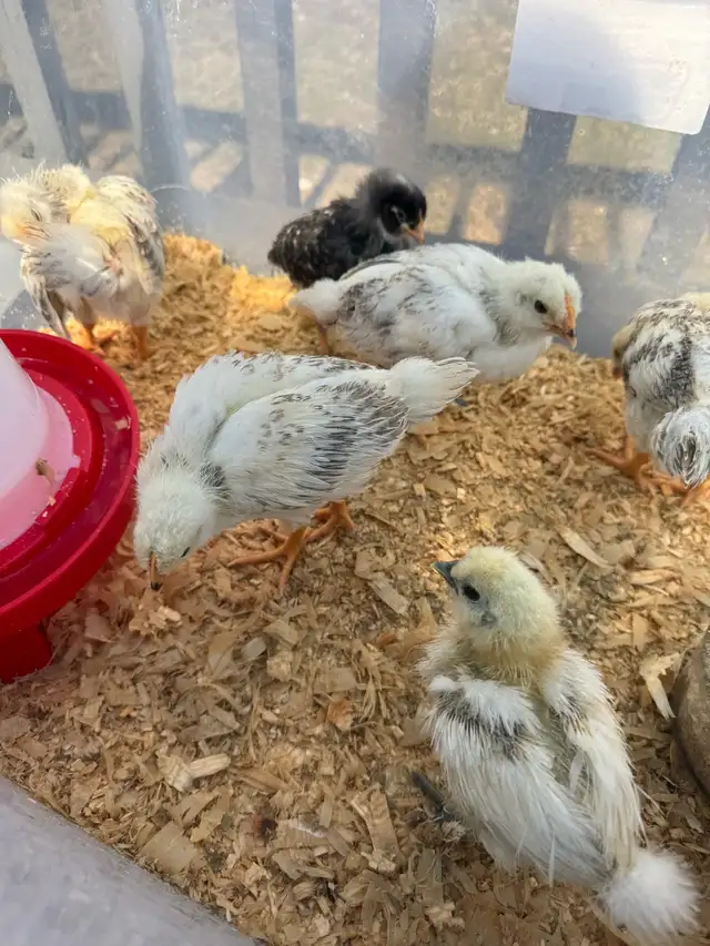 Chicks chicken - Photo 3