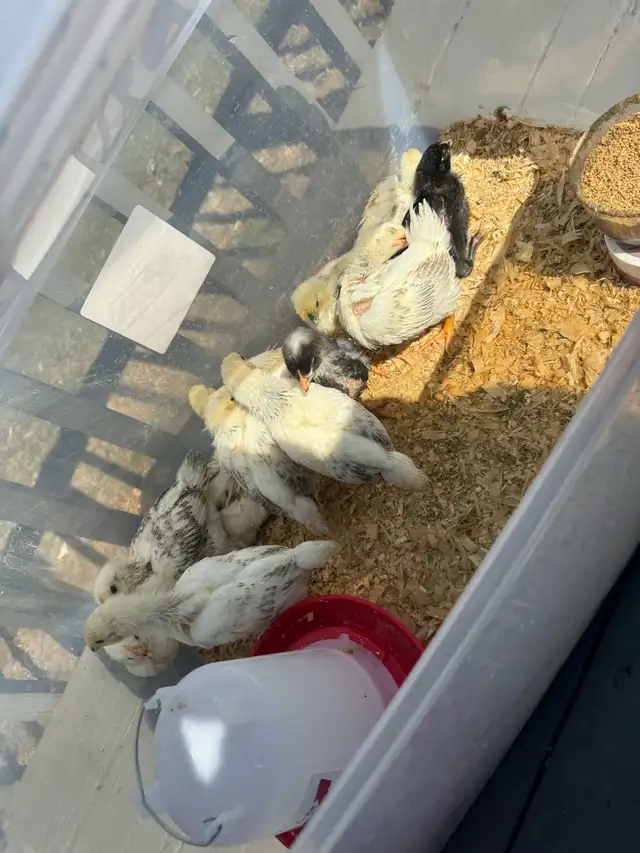 Chicks chicken - Photo 4