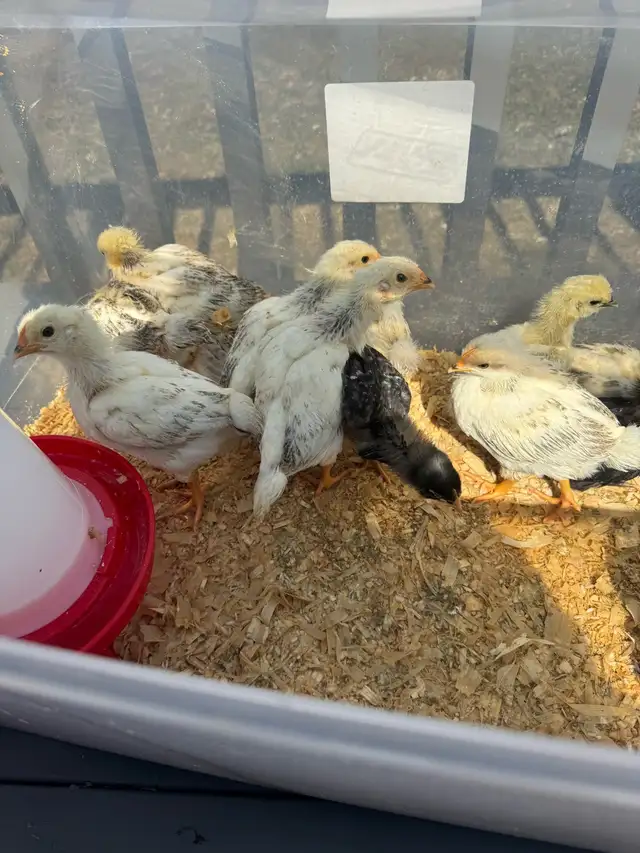 Chicks chicken - Photo 5