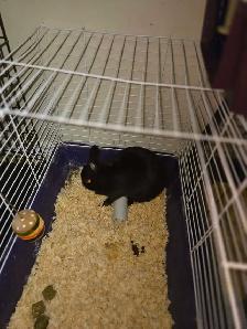 Female Dwarf Bunny FREE