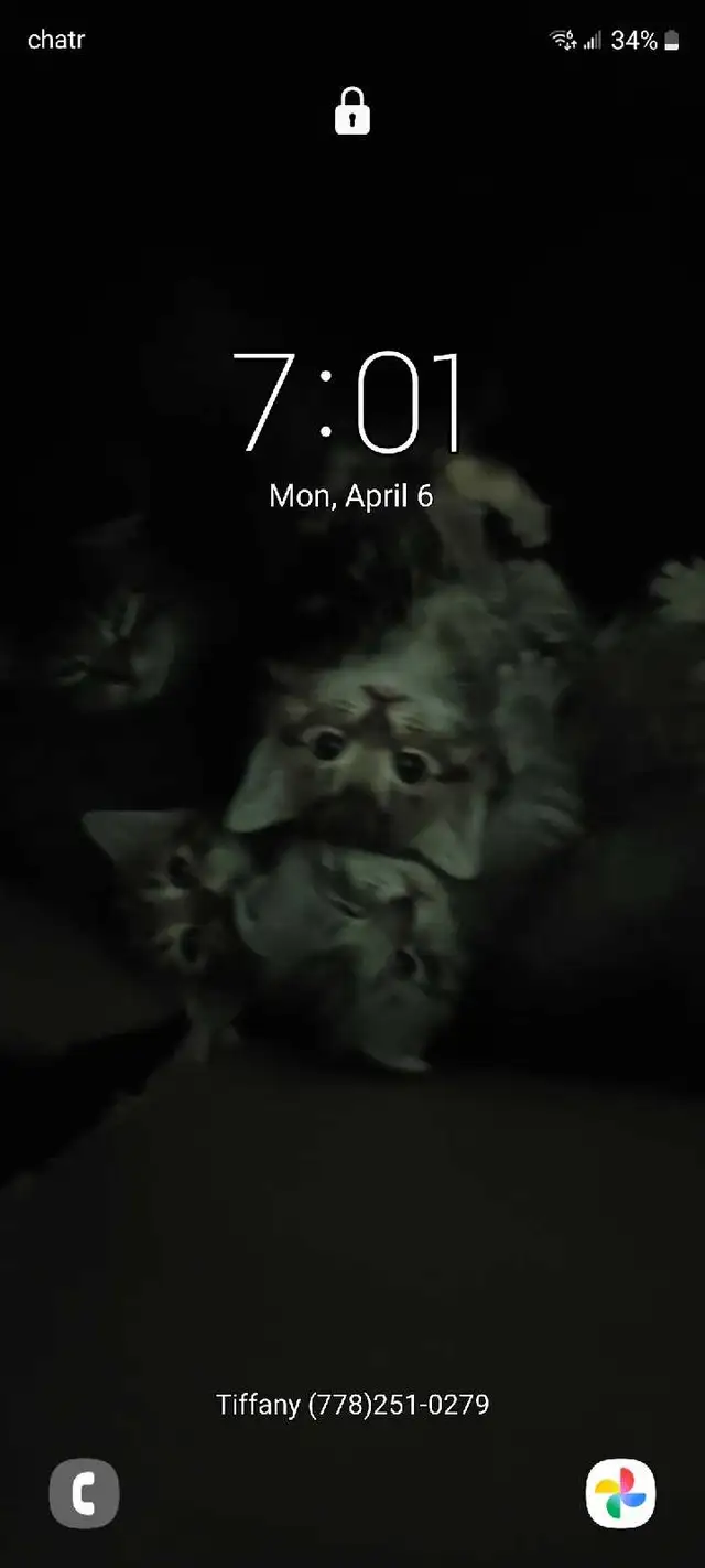 scottish fold kittens