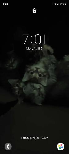 scottish fold kittens