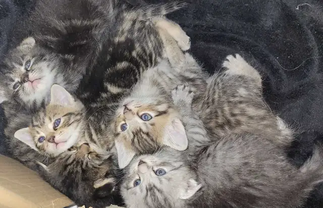 scottish fold kittens - Photo 2