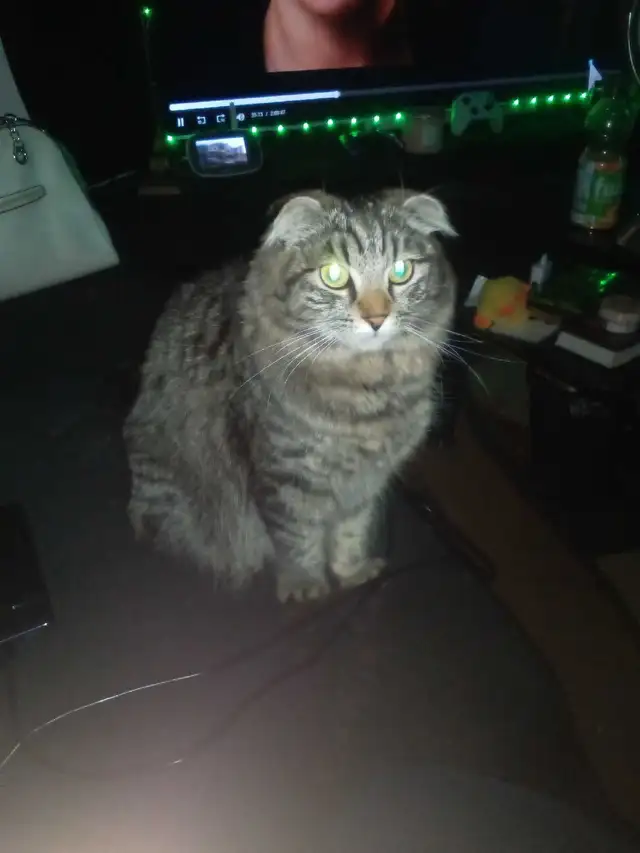 scottish fold kittens - Photo 3