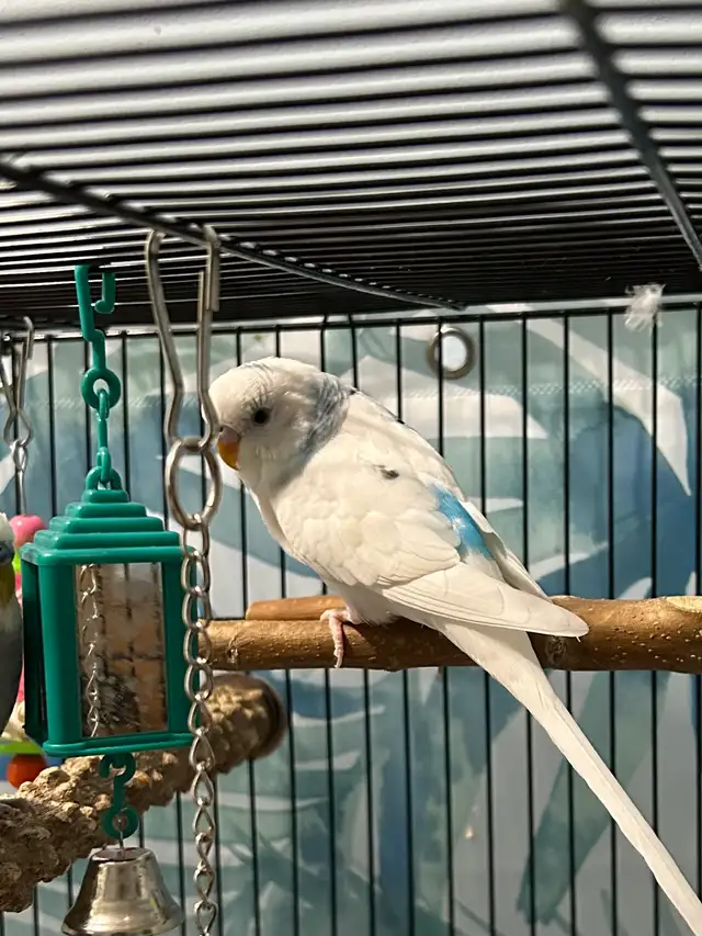 Fancy Budgies ( Not Hand Tamed )