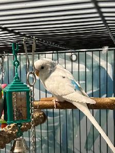 Fancy Budgies ( Not Hand Tamed )