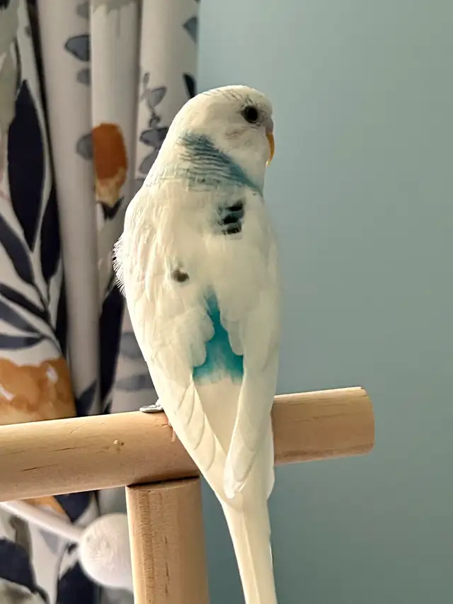 Fancy Budgies ( Not Hand Tamed ) - Photo 2