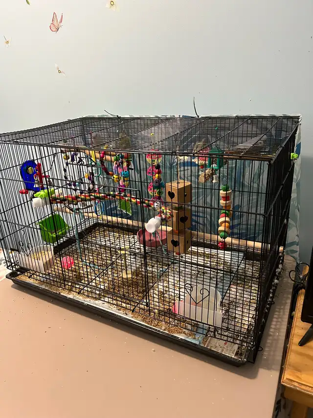 Fancy Budgies ( Not Hand Tamed ) - Photo 3