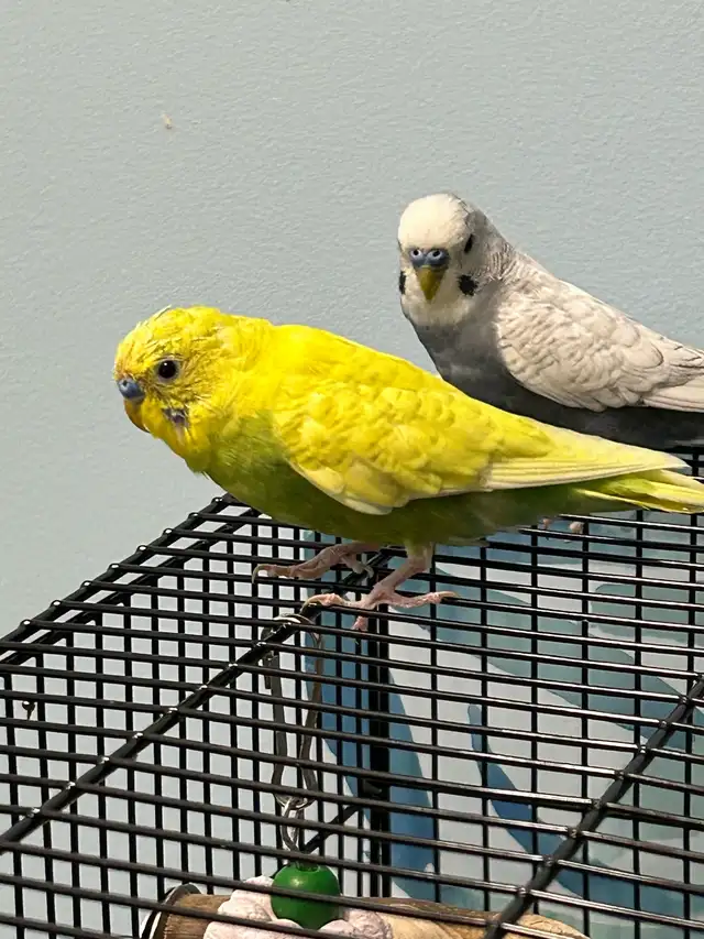 Fancy Budgies ( Not Hand Tamed ) - Photo 4