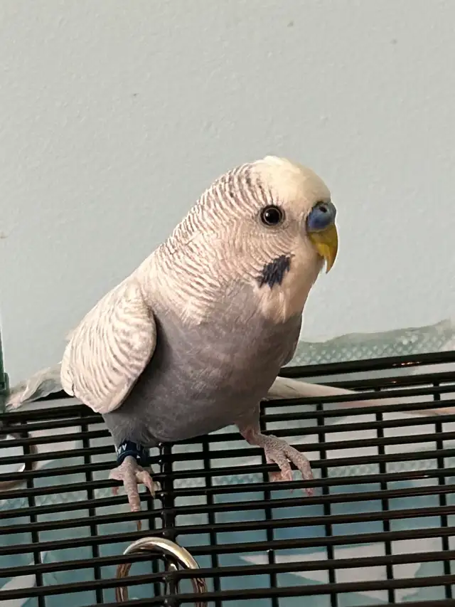 Fancy Budgies ( Not Hand Tamed ) - Photo 5