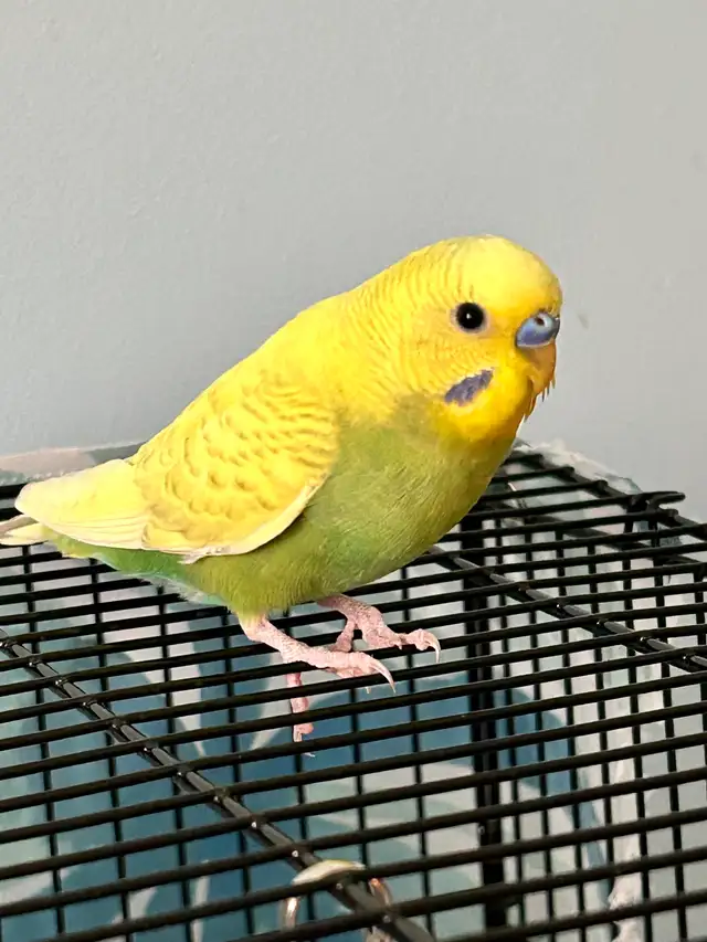 Fancy Budgies ( Not Hand Tamed ) - Photo 6