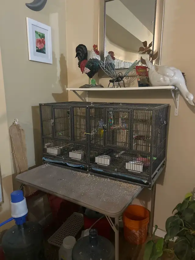 Fancy Budgies ( Not Hand Tamed ) - Photo 7