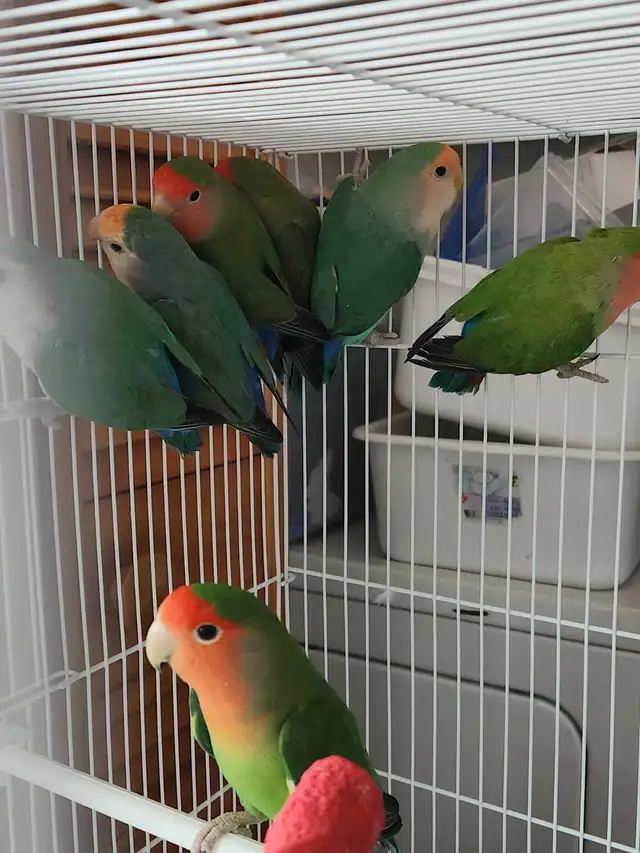 INSÉPARABLE LOVER BIRD - Photo 3