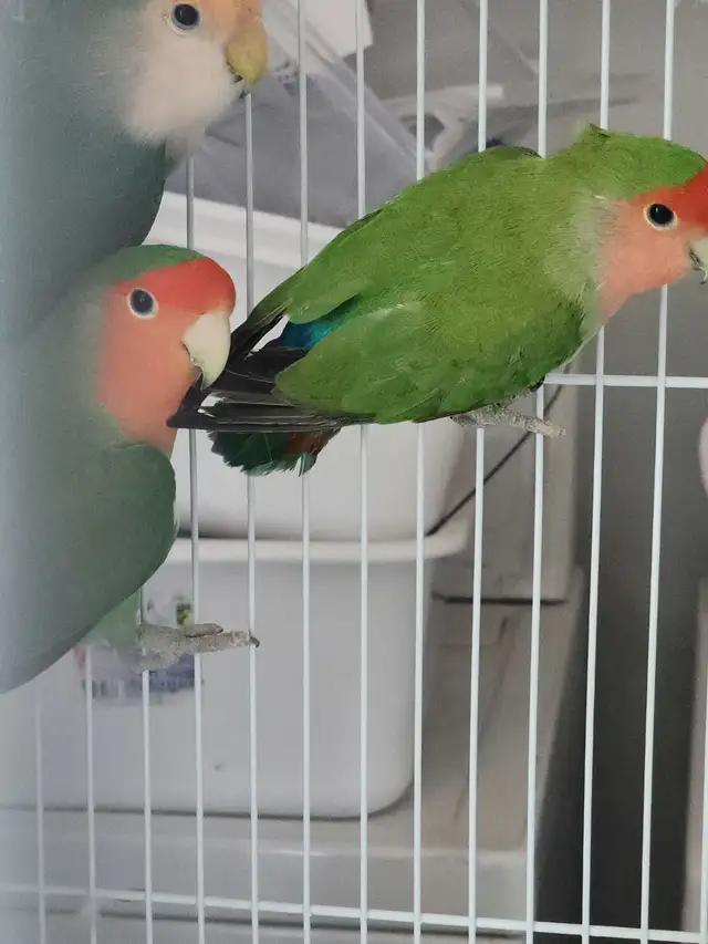 INSÉPARABLE LOVER BIRD - Photo 5