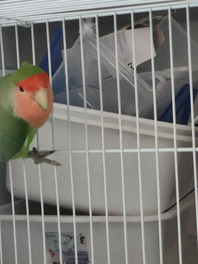 INSÉPARABLE LOVER BIRD - Photo 7