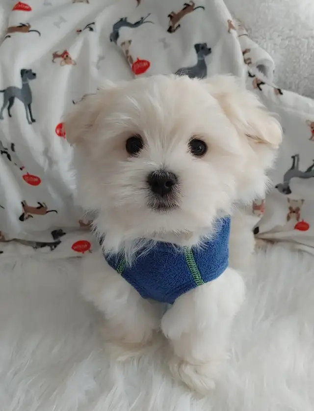 Adorable bichon/ shih Tzu ( mâle et femelle