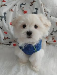 Adorable bichon/ shih Tzu ( mâle et femelle