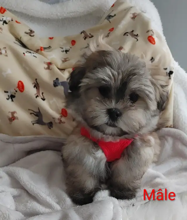 Adorable bichon/ shih Tzu ( mâle et femelle - Photo 2