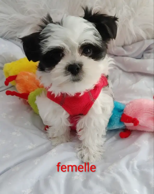 Adorable bichon/ shih Tzu ( mâle et femelle - Photo 3
