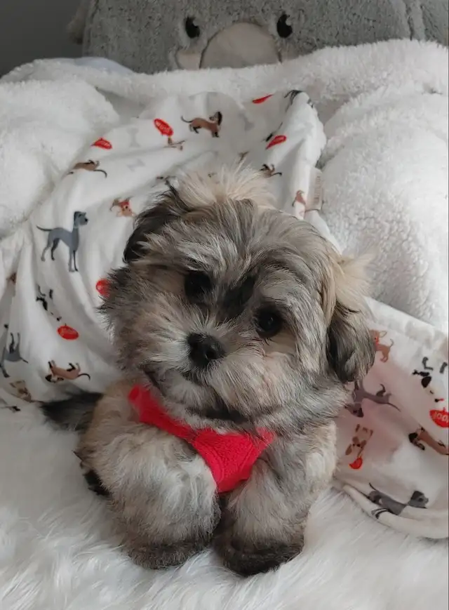 Adorable bichon/ shih Tzu ( mâle et femelle - Photo 4