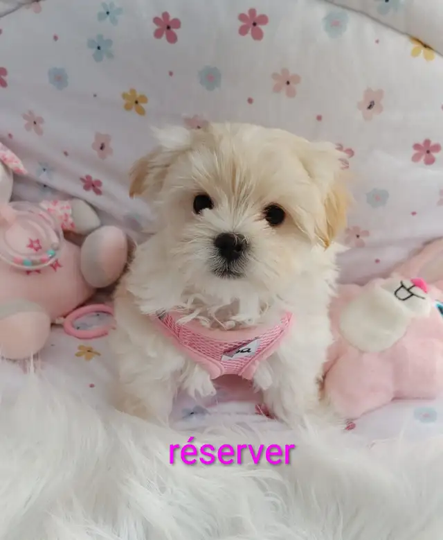 Adorable bichon/ shih Tzu ( mâle et femelle - Photo 5