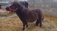 poney miniature