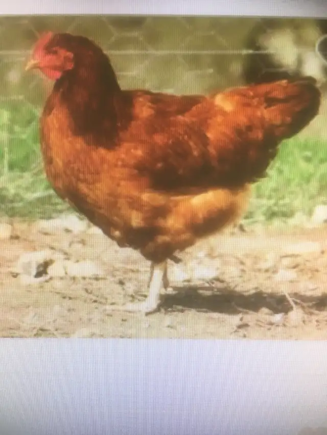 poule pondeuse rousse