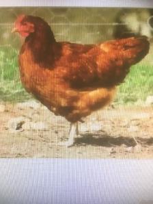 poule pondeuse rousse