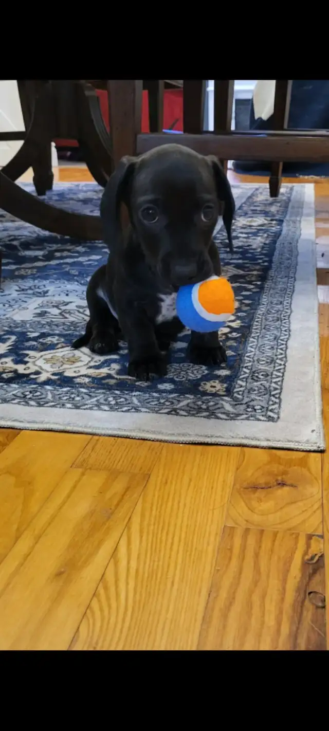 8/wk Dachshund puppy forsale