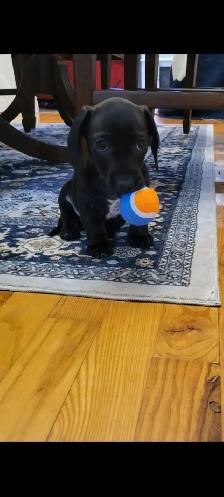 8/wk Dachshund puppy forsale