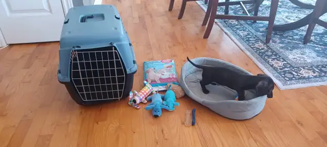 8/wk Dachshund puppy forsale - Photo 2