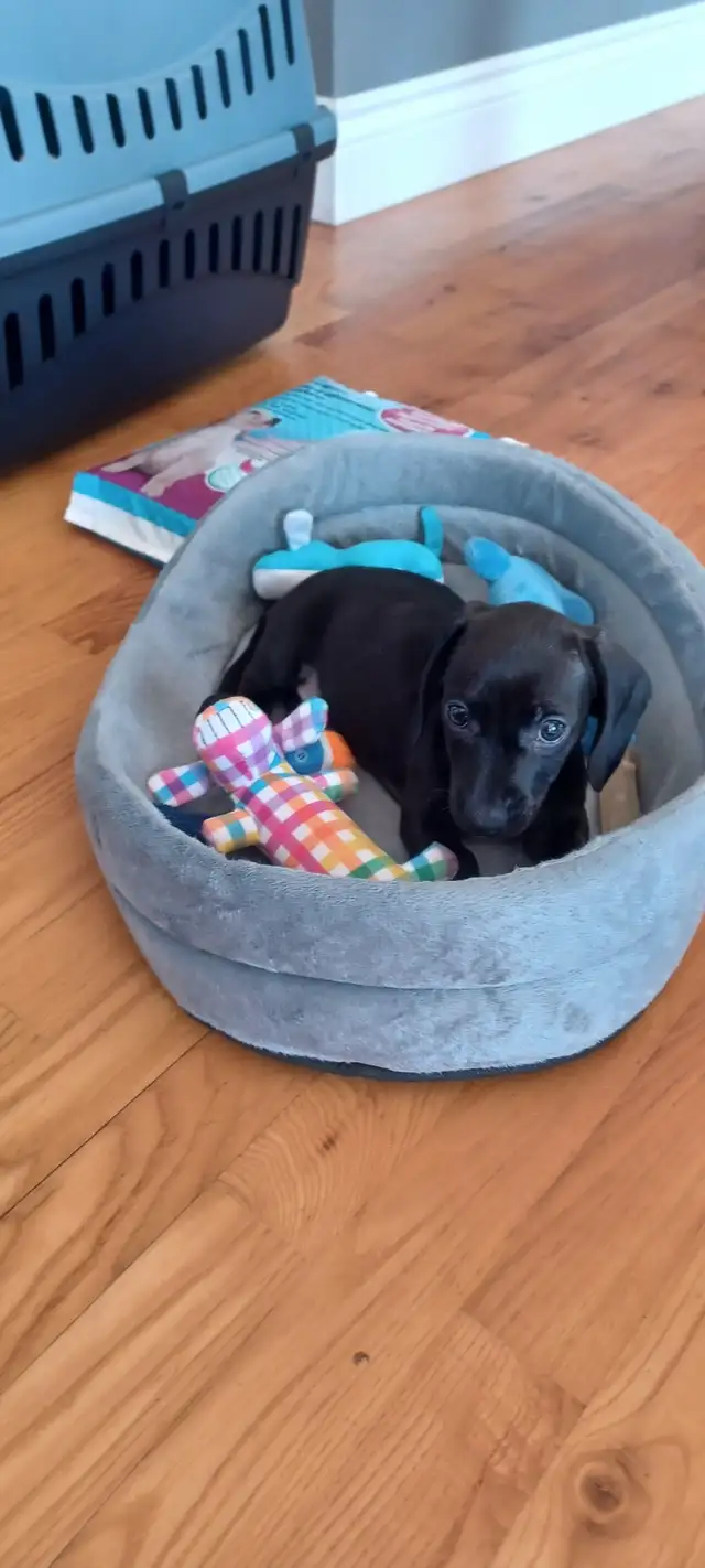 8/wk Dachshund puppy forsale - Photo 3