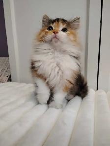 Chaton Sibérien hypoallergénique