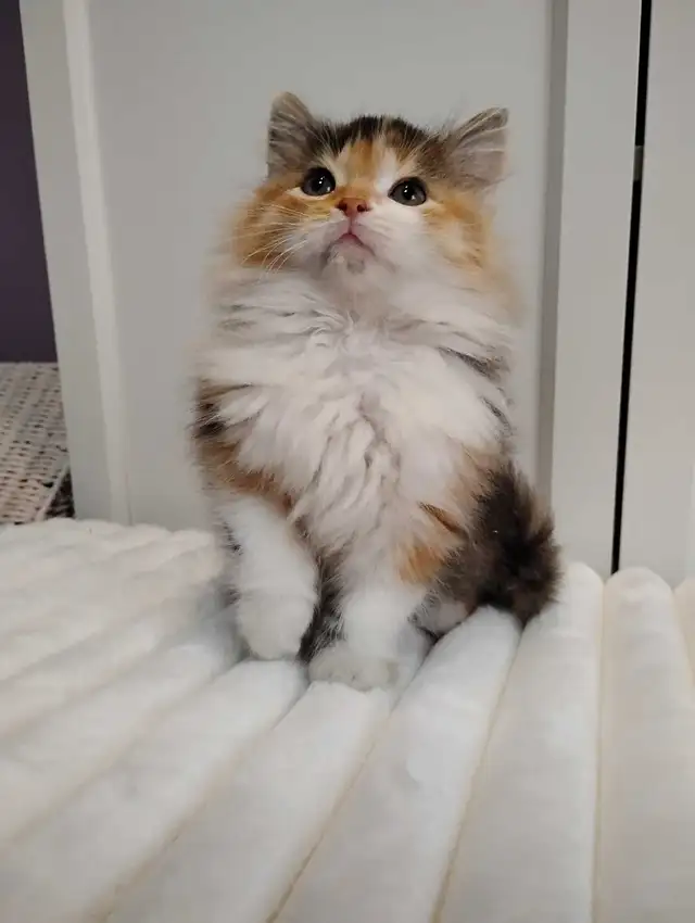 Chaton Sibérien hypoallergénique - Photo 2