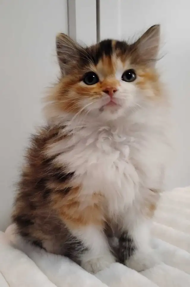 Chaton Sibérien hypoallergénique - Photo 4