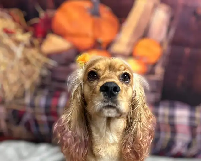 Cocker Spaniel - Photo 2