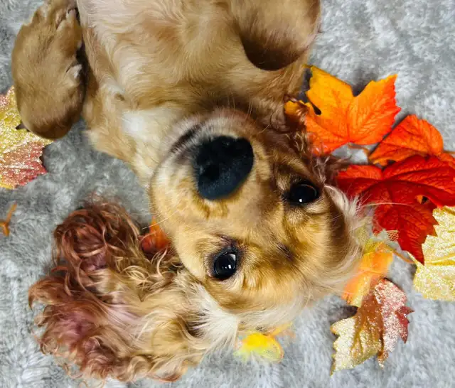 Cocker Spaniel - Photo 3