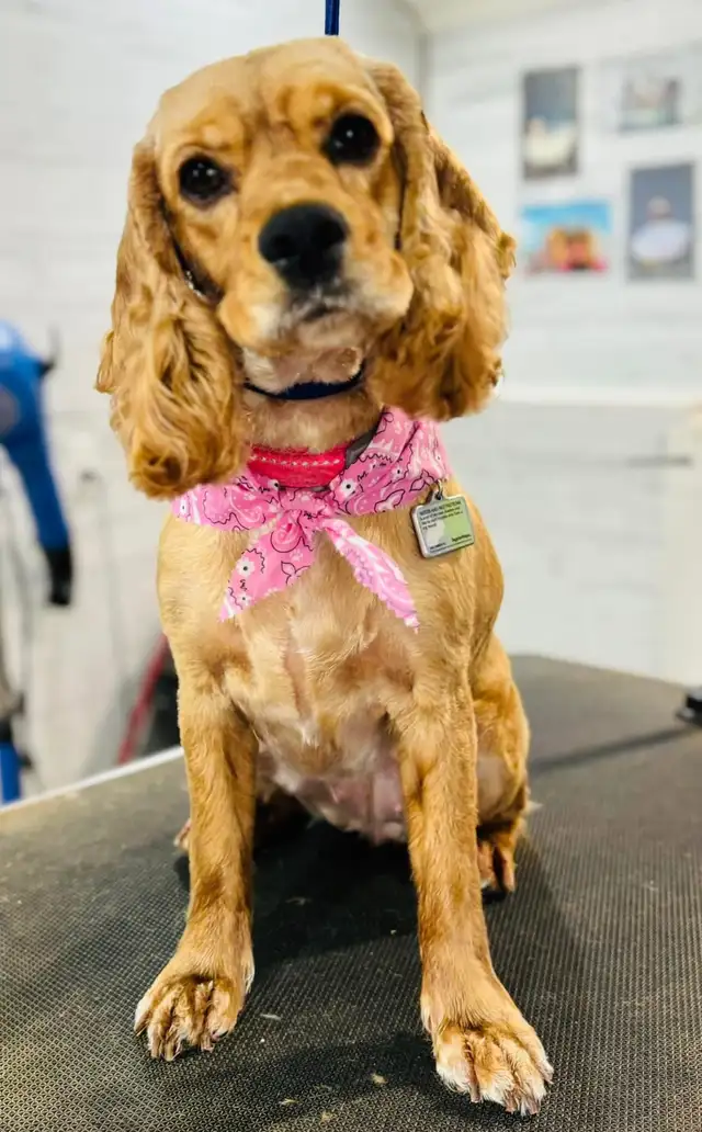 Cocker Spaniel - Photo 4