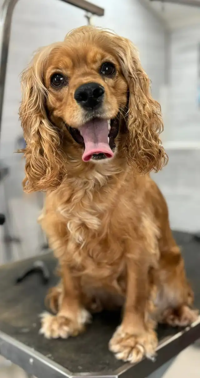 Cocker Spaniel - Photo 5