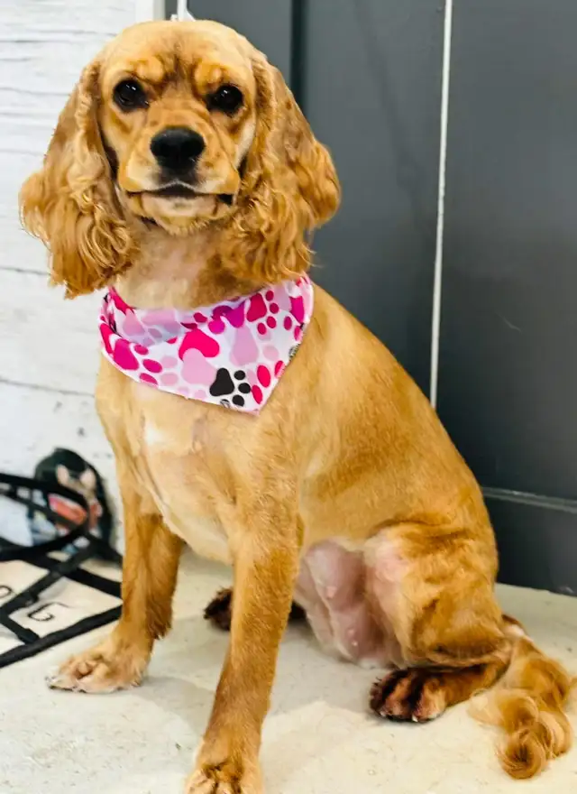 Cocker Spaniel - Photo 6