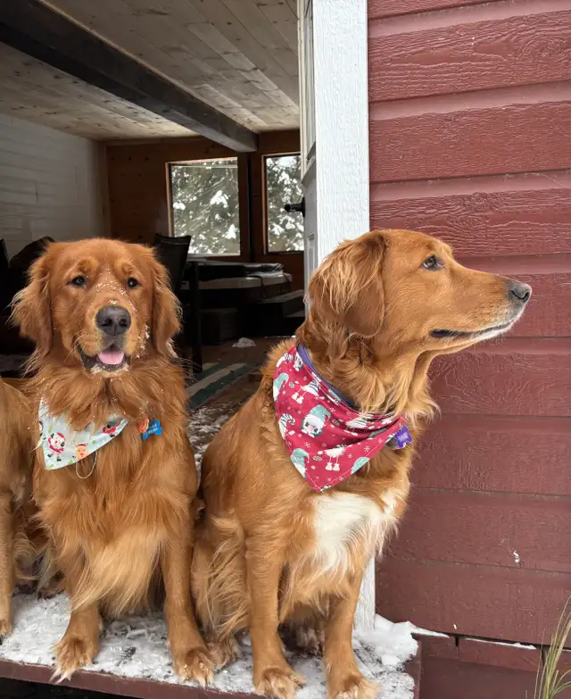 Chiots Golden Retriever Roux