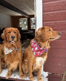 Chiots Golden Retriever Roux