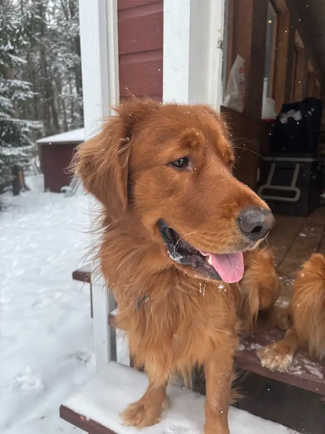 Chiots Golden Retriever Roux - Photo 2