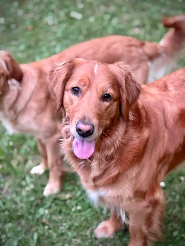 Chiots Golden Retriever Roux - Photo 3