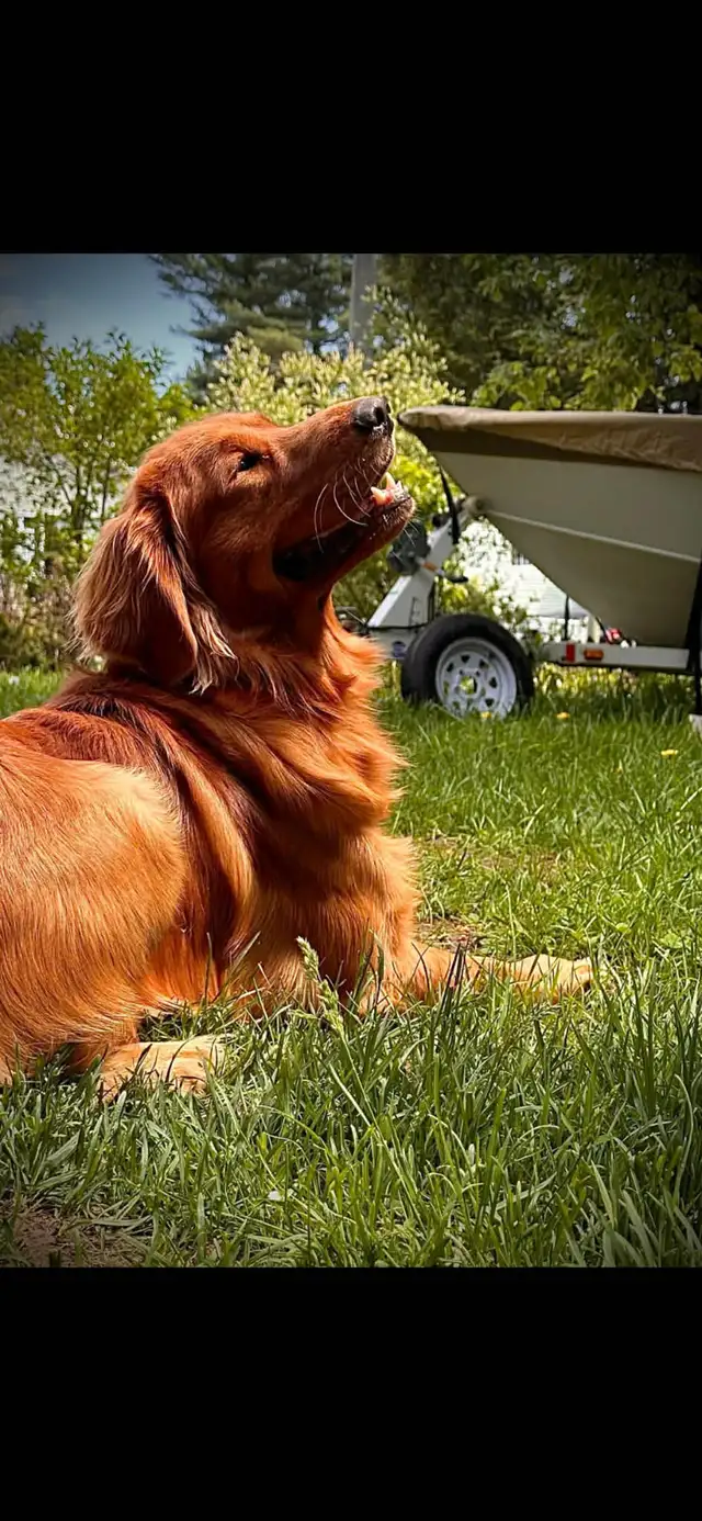 Chiots Golden Retriever Roux - Photo 4