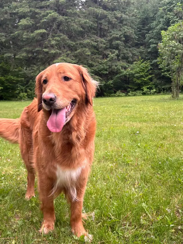 Chiots Golden Retriever Roux - Photo 5